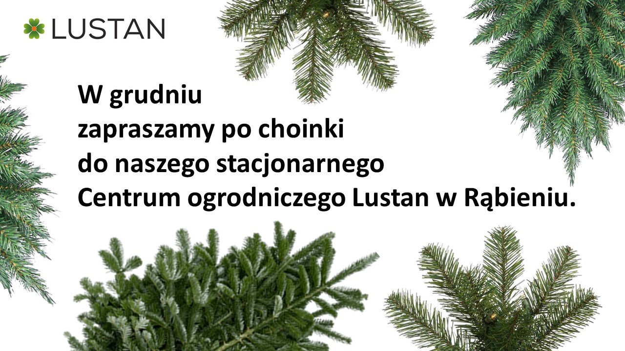 Zapraszamy po choinki do stacjonarnego Centrum ogrodniczego Lustan