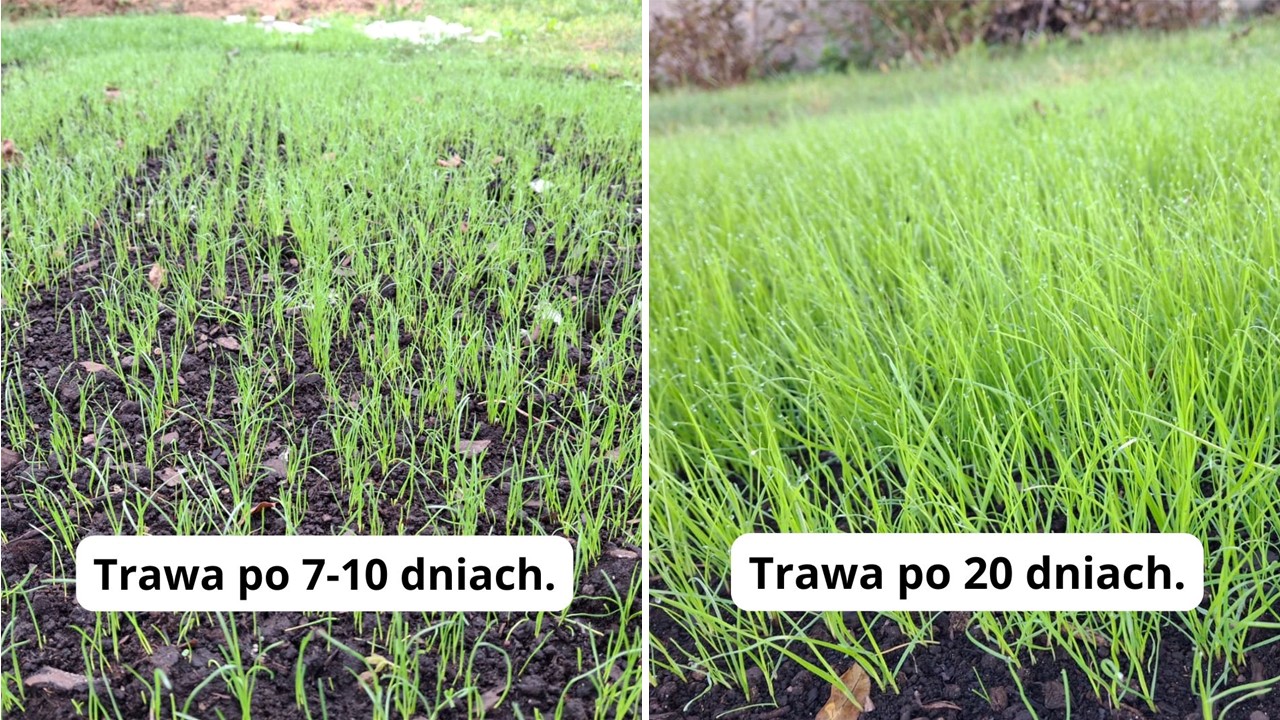 Nasiona trawy we włókninie w rolce 1x18m Florogarden - po 10 i 20 dniach